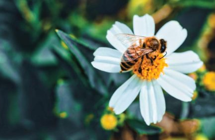 Florida roadside wildflowers provide pollinator habitats