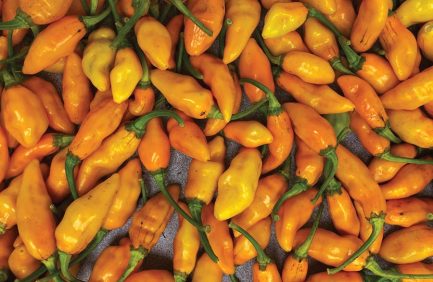 Datil Peppers