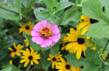 D Acres of New Hampshire Organic Farm & Educational Homestead; New Hampshire agritourism