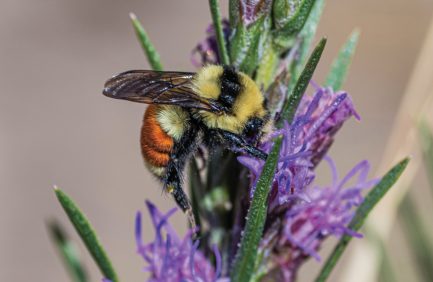 bee on flower