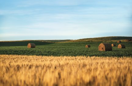 Straw barrels and wheat field at sunrise