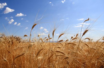 Arizona agritourism spots; Hayden Flour Mills