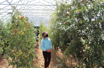 First place overall photo contest winner: Student looks at a vertical tomato plant that is growing up and then back down at Camp Horizons gardens