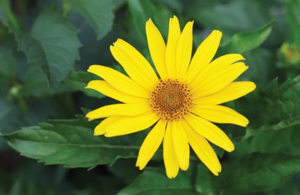 Yellow flower blooming at the therapy garden