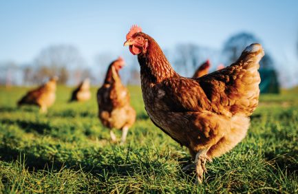 backyard chickens