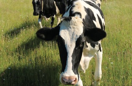 Holstein cows in a field