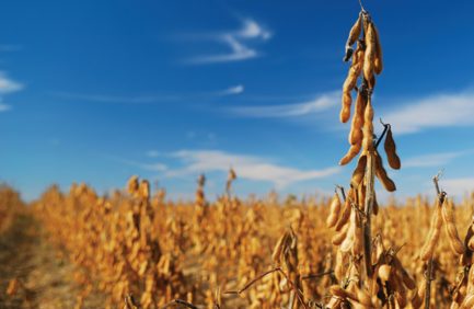 Soy bean field