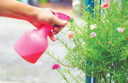 Someone spraying a plant with insect repellent