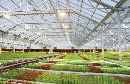 Gotham Greens Denver greenhouse interior