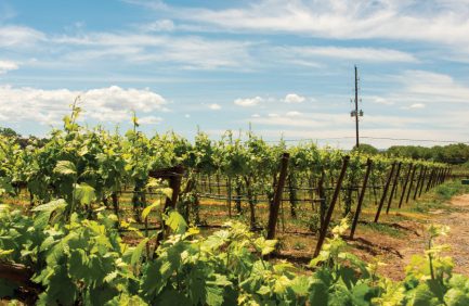 Sauvage Spectrum vines