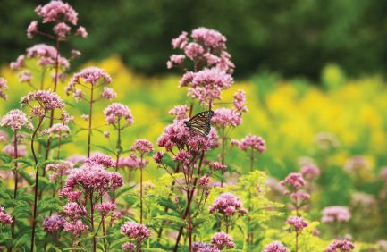 pollinator in garden