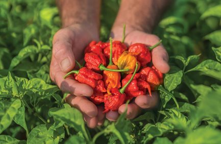 peppers on farm