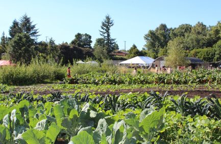 Rainier Beach Urban Farm and Wetlands