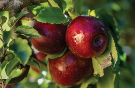 North Carolina apple orchards