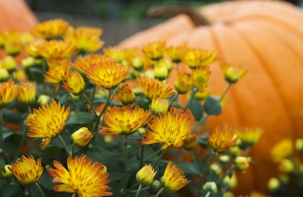 fall mums