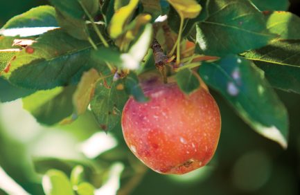 apple orchards