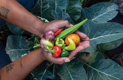 Vegetables from Solful Gardens