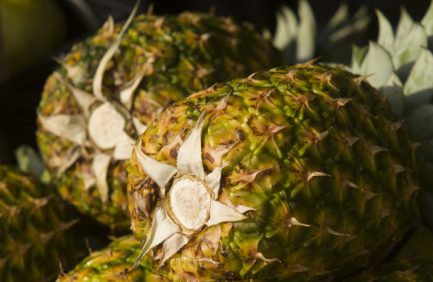 Hawaii gift guide; pineapple