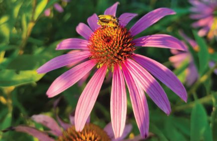 Bee on a flower