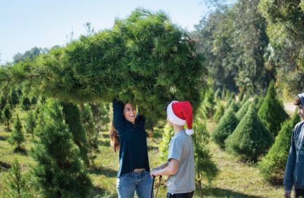 Santa's Christmas Tree Farm in Eustis, Florida