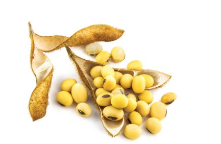 soybeans