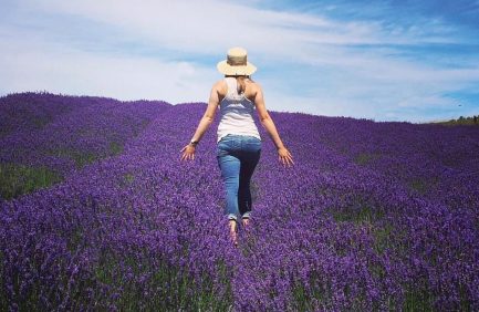 Lavender Hill Farm in Boyne City