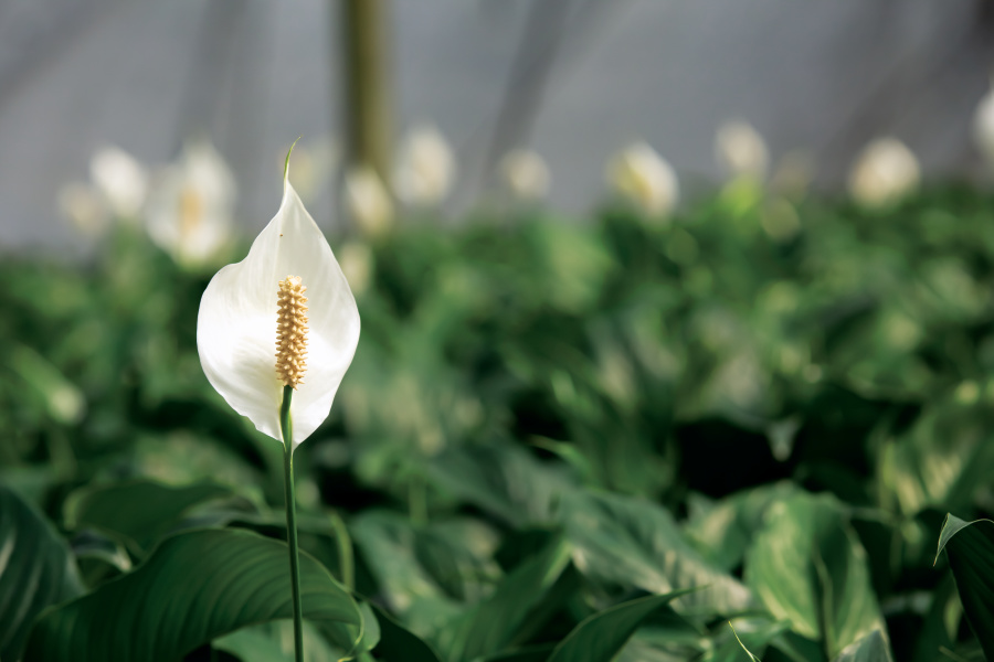 peace lily; best indoor houseplants for beginners