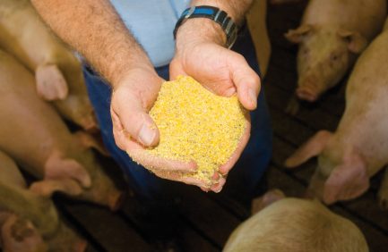 Soybean meal