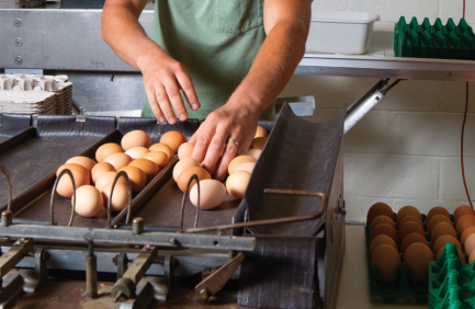 Up-close of someone sorting eggs at Keenbell Farm