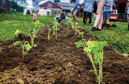 Fairholm Farm plants