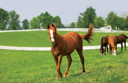 Tennessee horses