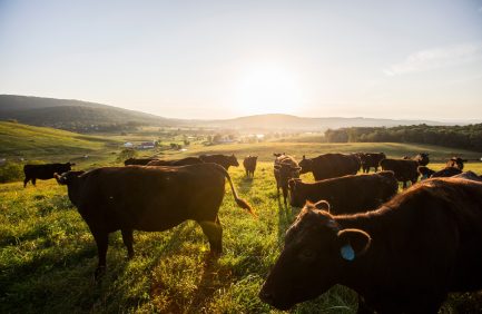 Ovoka Farm Virginia