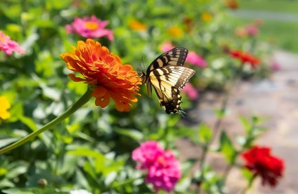 pollinator garden