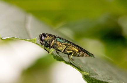 Emerald ash borer, Agrilus planipennis.