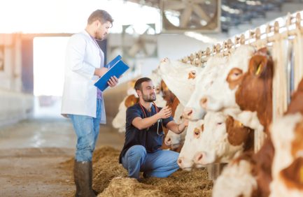 Vet with cows