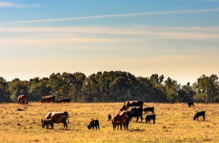 Cows and calves in a pasture
