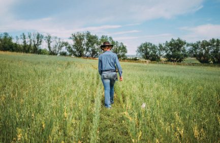 Person walking through field