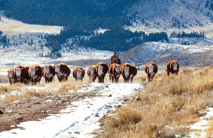 Local food guides, like the Palmer Land Conservancy Local Food Guide and the Colorado Farm Fresh Directory, help consumers find local products.