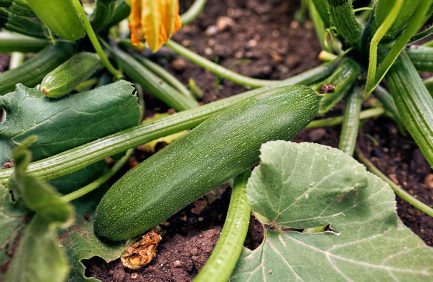 zucchini plant