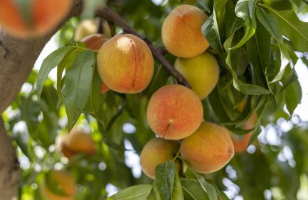 peach picking