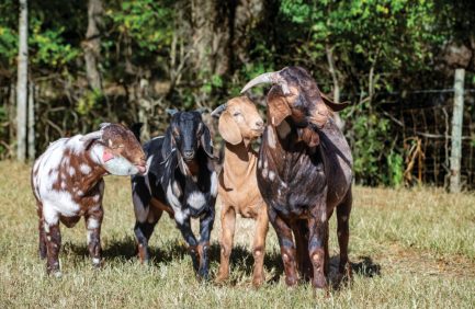goats on Tennessee farm