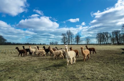 Circus City Alpacas