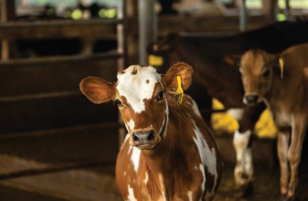 Calf at Balsam Hill Farm, one of the Massachusetts farms participating in Farmland preservation programs