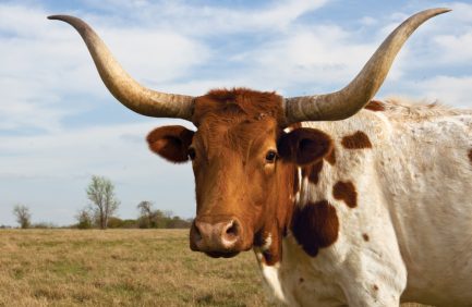 longhorn cattle