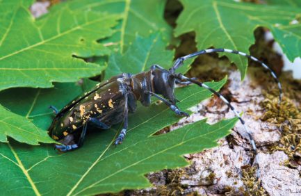 Asian longhorn beetle