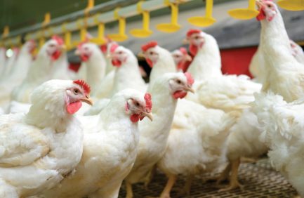 Modern chicken farm, production of white meat