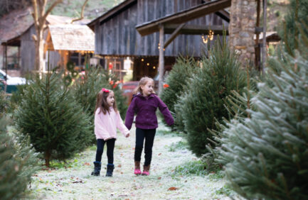 Wilson Glyn Christmas Tree Farm