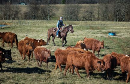 At Burnt Hill Cattle Company, the Karchers utilize rotational grazing starting in mid-September to save some pastures for the cattle to eat during the winter.
