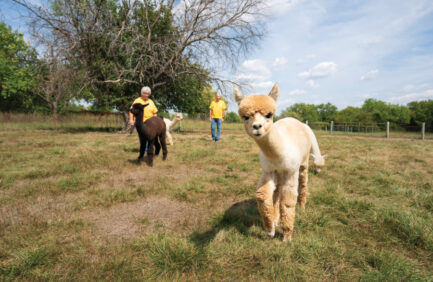 Brian and Sharon Heimes with their alpacas at Manna Meadows Alpaca Farm in Bonner Springs Kansas. © Journal Communications/Steve Puppe ©Journal Communications/Steve Puppe