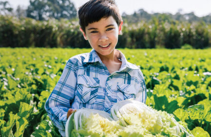 Yee Farms in Boynton Beach grows an array of Asian vegetables, including Napa cabbage. Photo credit: James Jackman